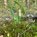 Uvularia sessilifolia Кветка