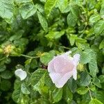 Rosa corymbifera Flor