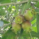 Syzygium jambos Fruct