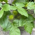 Passiflora foetida पत्ता