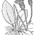 Hieracium phlomoides 其他