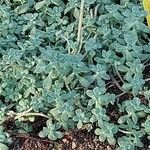 Sedum mendozae List