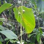 Donax canniformis Hoja