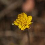 Agoseris heterophylla Flower