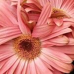 Gerbera jamesonii 花