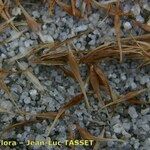 Carex bohemica Altro