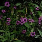 Shivparvatia glanduligera Habit