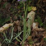 Centaurea graminifolia Habitus