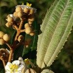 Miconia xalapensis Blad