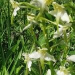 Platanthera chlorantha Flor