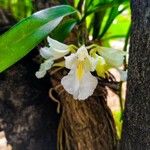 Rodriguezia bracteata Flors