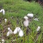 Eriophorum angustifoliumFlor