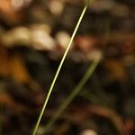 Fimbristylis cymosa Fleur