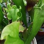 Sarracenia flava Likasa