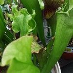 Sarracenia flava Folha