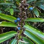 Alpinia caerulea Leaf