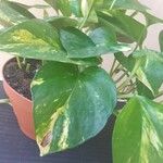 Epipremnum aureum Hoja