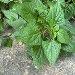 Ageratina adenophora 叶