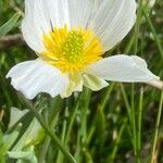 Ranunculus kuepferi Flor