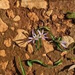 Colchicum cupanii 花