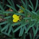 Ajuga chamaepitys ফুল