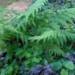 Athyrium filix-femina Blatt