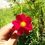 Cosmos caudatusFloare