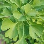 Ginkgo bilobaLeaf