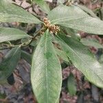 Acokanthera oppositifolia Feuille