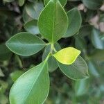 Ficus microcarpaFuelha