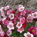 Saxifraga rosacea Кветка