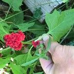 Chenopodium capitatum Leaf