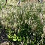 Anisantha tectorum 形態