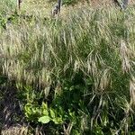 Bromus tectorum Habitus