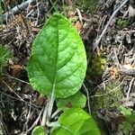 Adenocaulon chilense Leaf