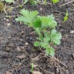 Potentilla intermedia Blad