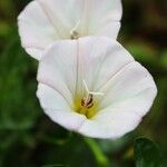 Convolvulus arvensisFlor