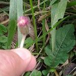 Chaptalia nutans Yaprak