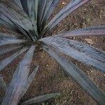 Agave tequilana Leaf