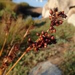 Juncus acutus Συνήθη χαρακτηριστικά