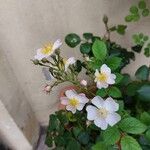 Rosa multiflora Cvet