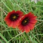 Gaillardia amblyodon Fleur