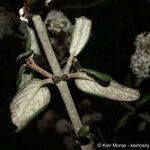 Ceanothus crassifolius Кара