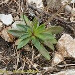 Androsace obtusifolia Libunga