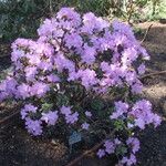 Rhododendron impeditum Habitus