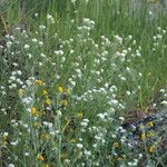 Phacelia distans Elinympäristö