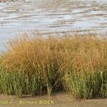 Spartina maritima Habit