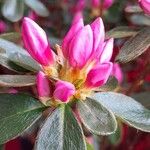 Rhododendron indicum Λουλούδι