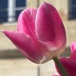 Tulipa agenensis Flower