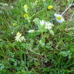 Cerastium diffusum Mosusu
